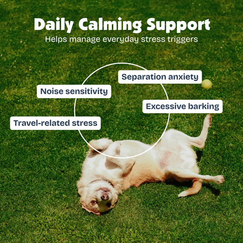 Calm & Balance Chews