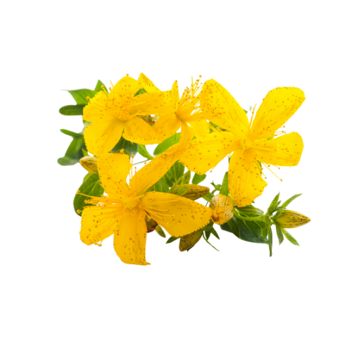 St Johns Wort